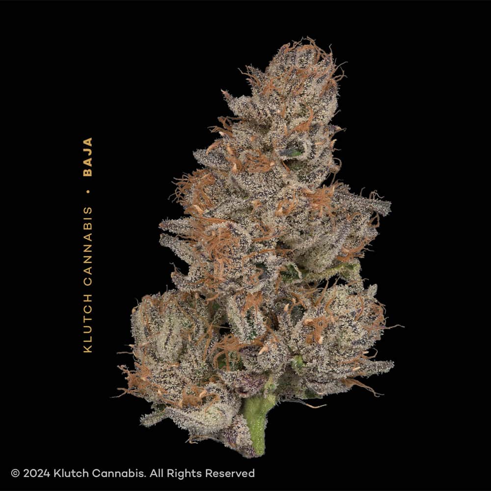 baja - 14.15g whole buds - indica