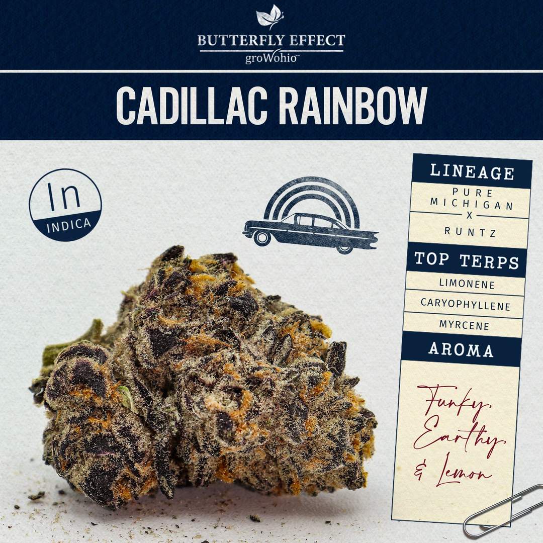 cadillac rainbow - 2.83g  whole buds - indica 
