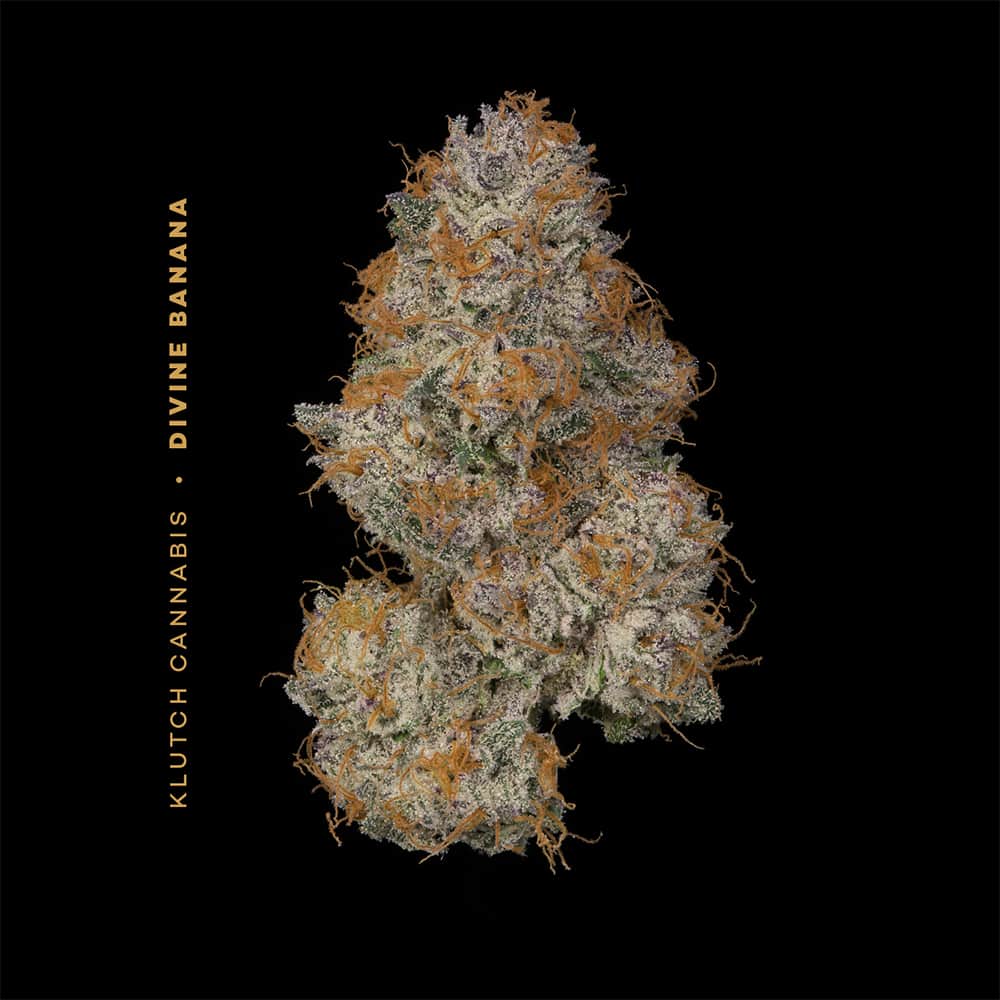 Divine Banana - 14.15g Whole Buds - Hybrid