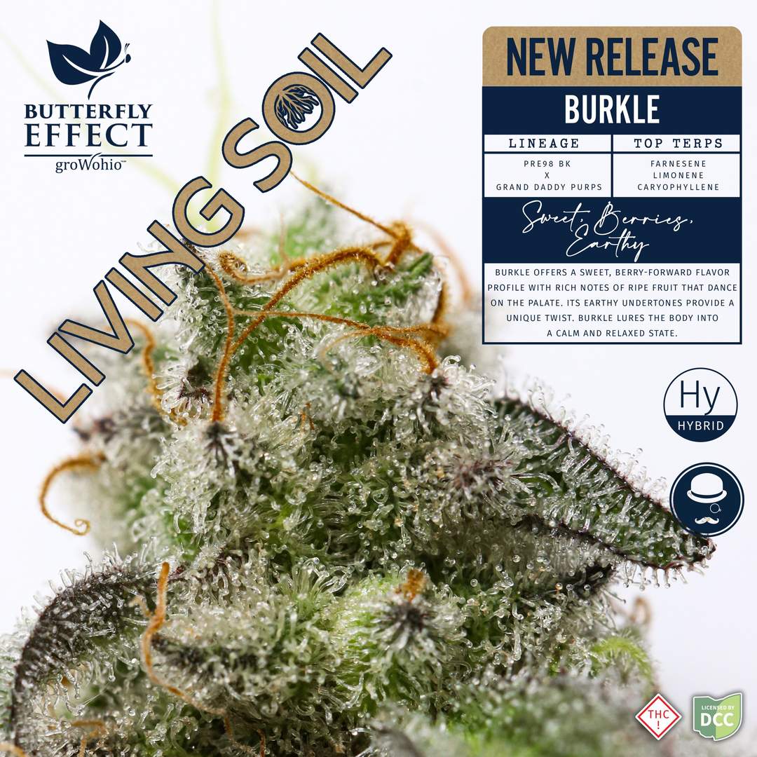 burkle - 2.83g  whole buds - indica 