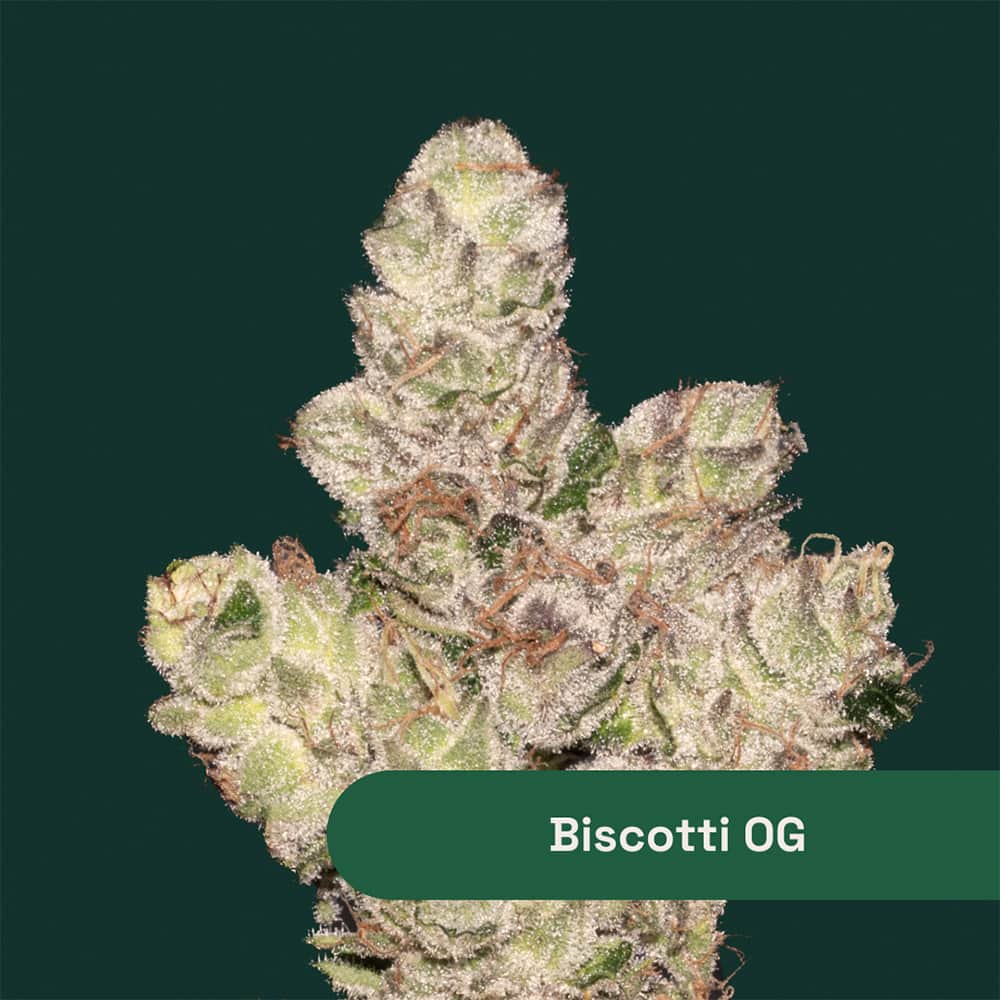 biscotti og - 14.15g  whole buds - indica 