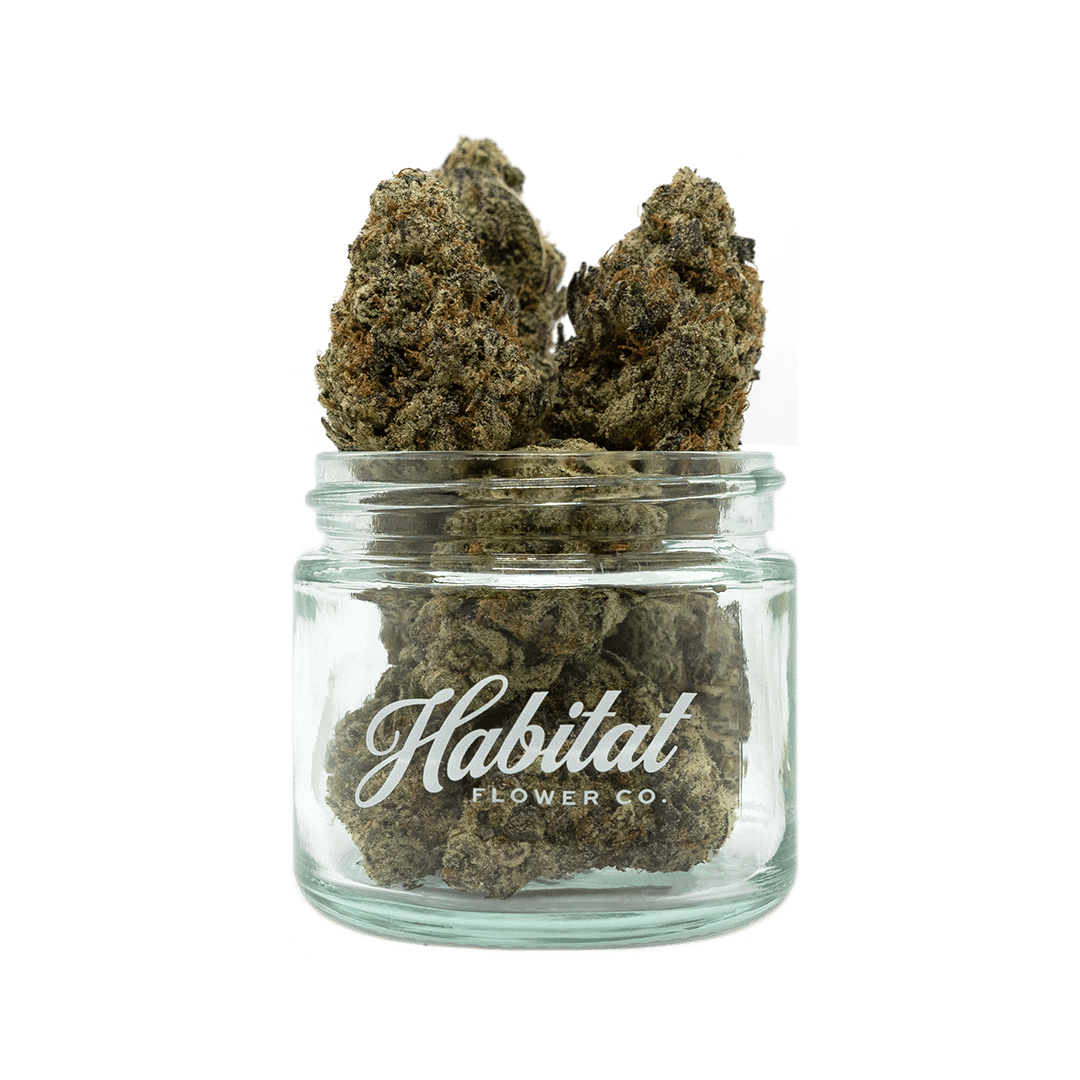 gasablanca - 2.83g  whole buds - sativa 