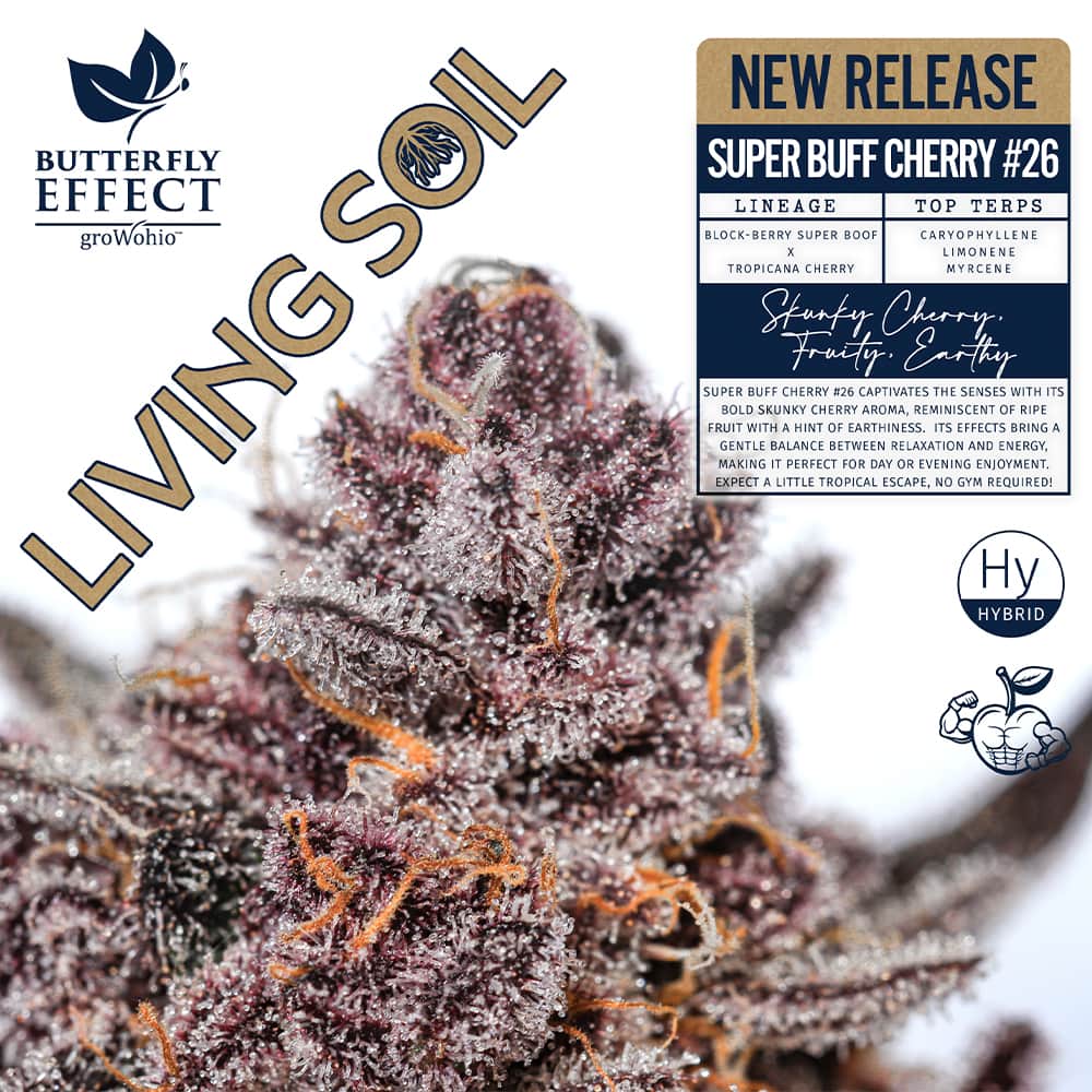 super buff cherry #26 - 2.83g  whole buds - hybrid 