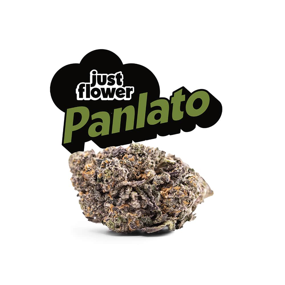 panlato - 15g  whole buds - hybrid 