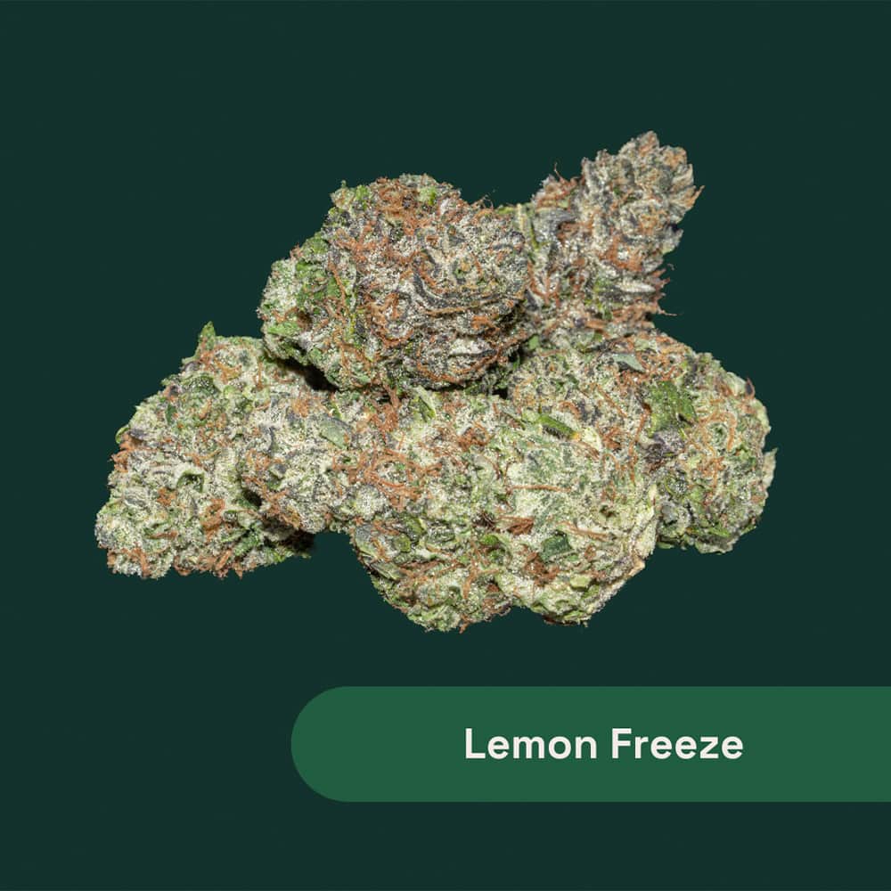 lemon freeze - 2.83g  whole buds - hybrid 