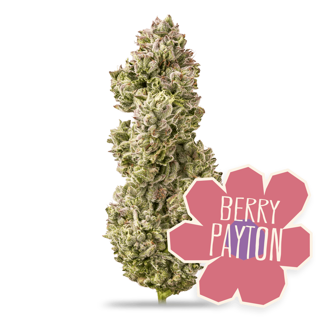 Berry Payton - 3.5g Whole Buds - Hybrid