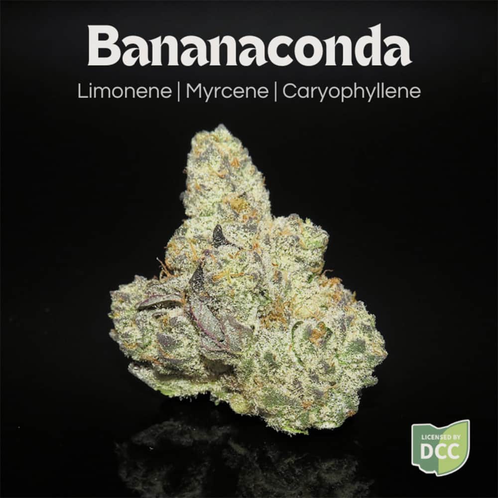 Bananaconda - 2.83g Whole Buds - Indica