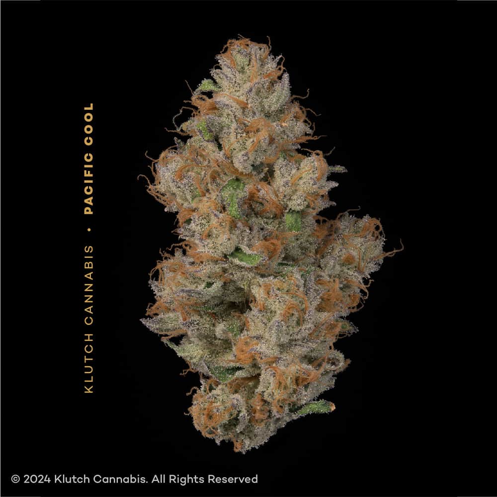pacific cool - 2.83g  whole buds - sativa 