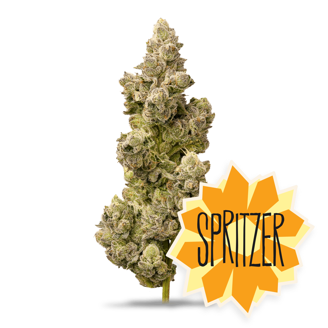 Spritzer - 7g Whole Buds - Hybrid