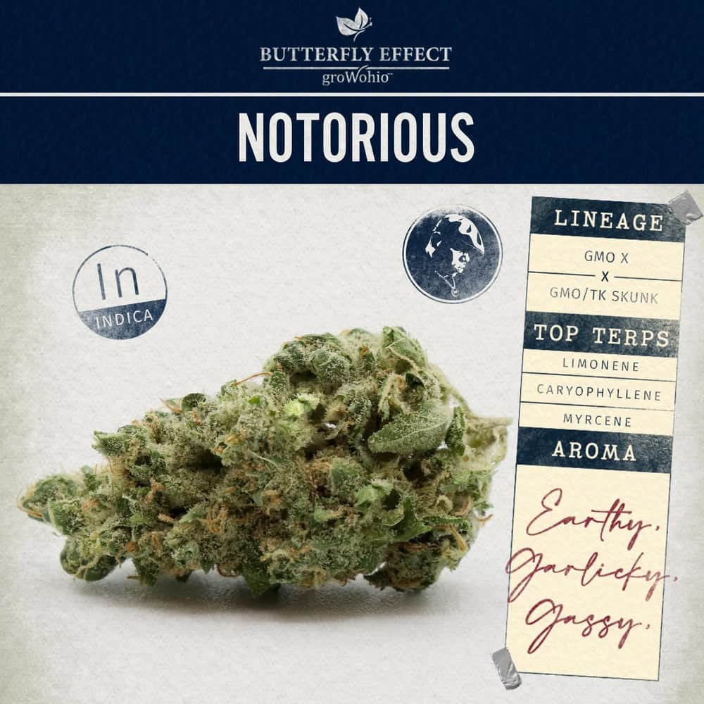 notorious - 2.83g  whole buds - indica 