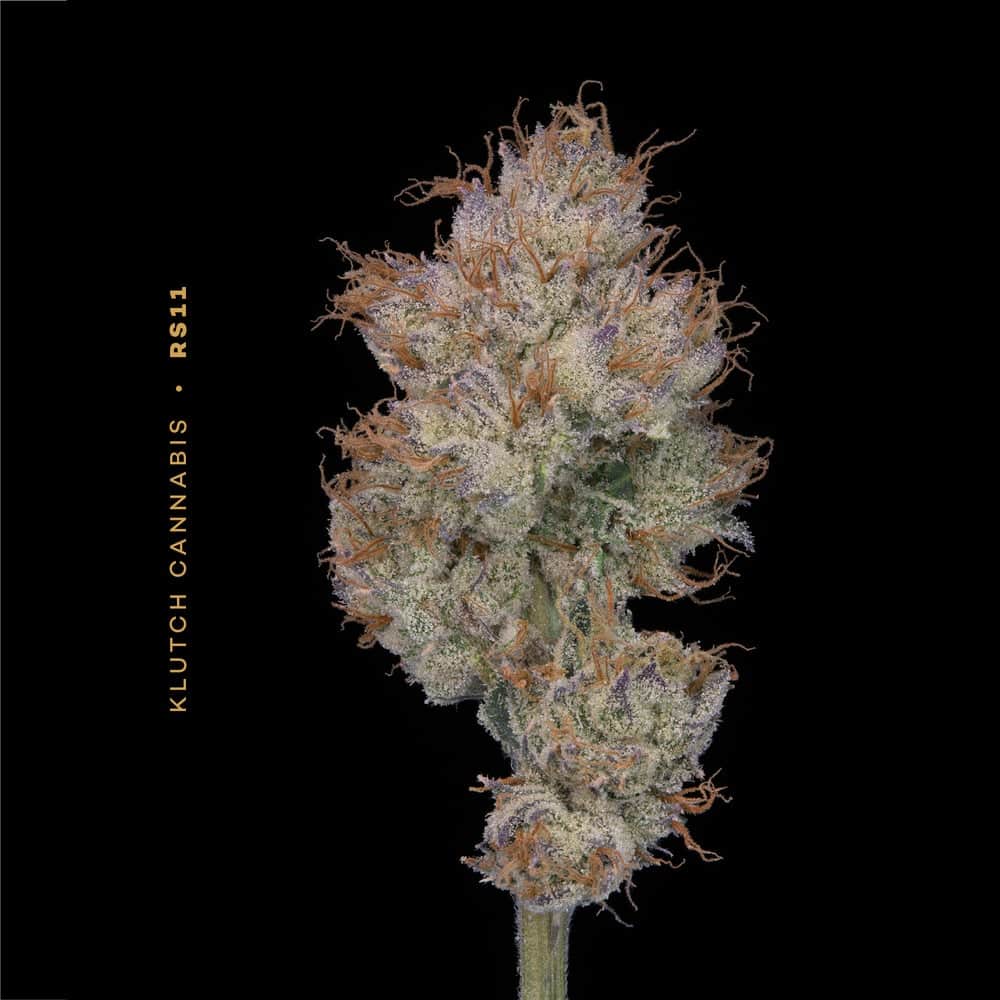 rs11 - 2.83g  whole buds - hybrid 