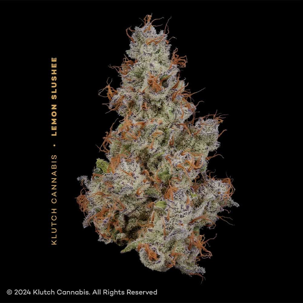 Lemon Slushee - 2.83g Whole Buds - Sativa