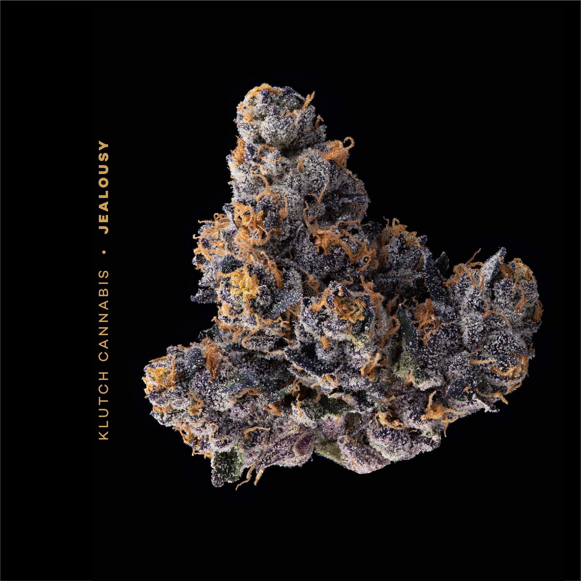 Jealousy - 2.83g Whole Buds - Indica