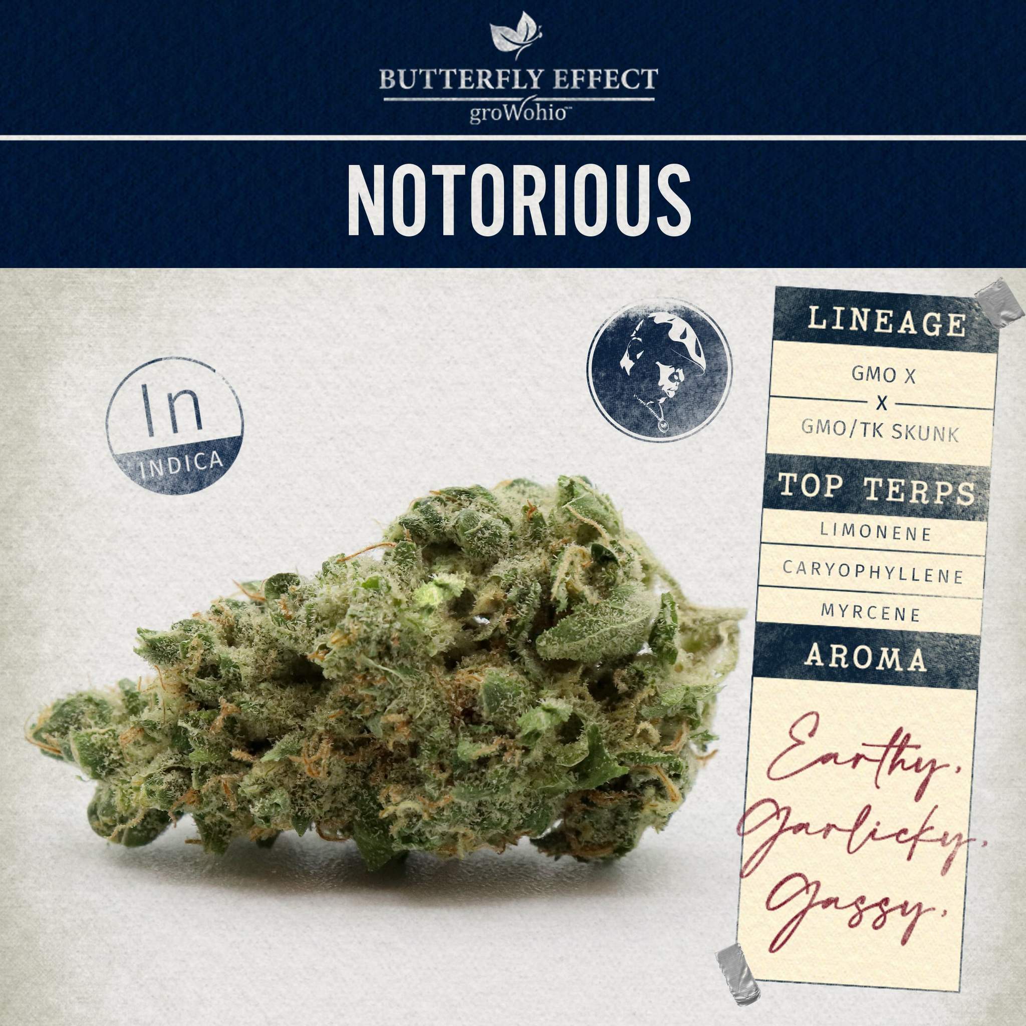 Notorious - 2.83g Whole Buds - Indica