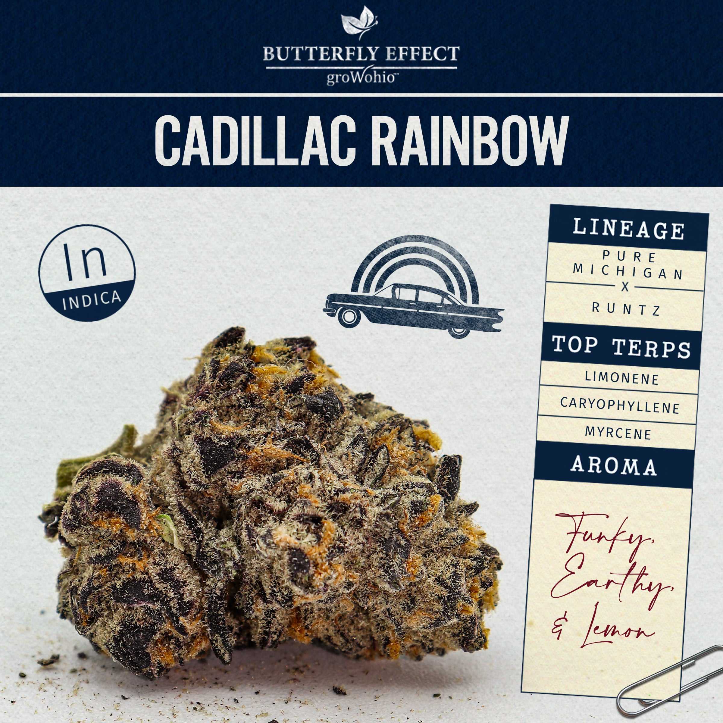 Cadillac Rainbow