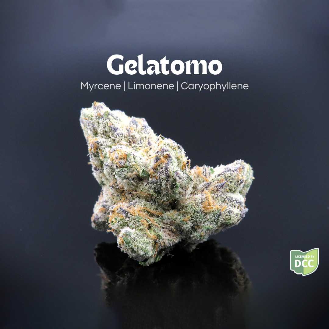 Gelatomo