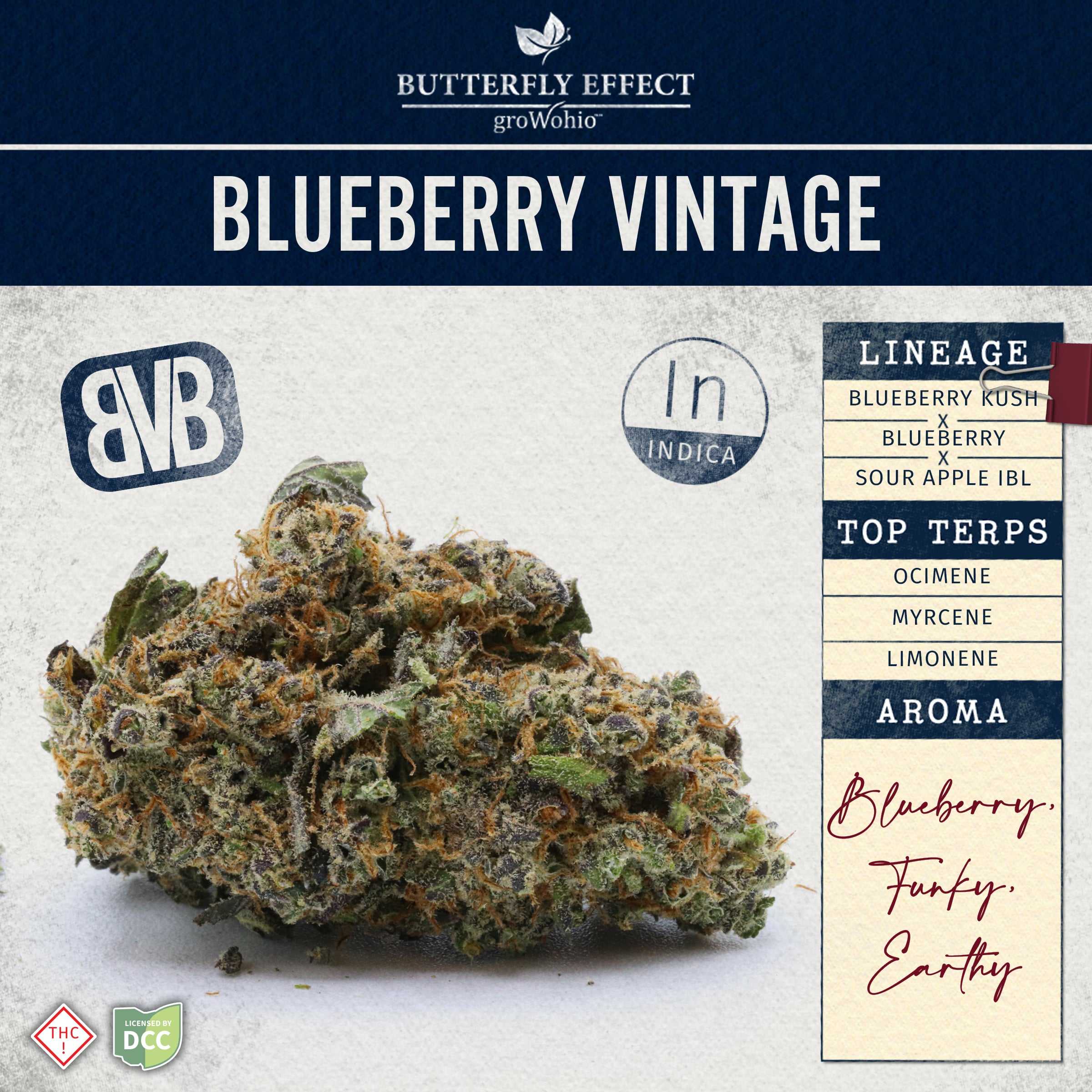 Blueberry Vintage