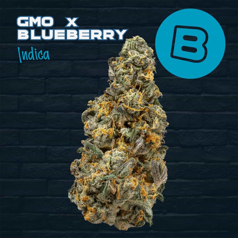 Gmo X Blueberry