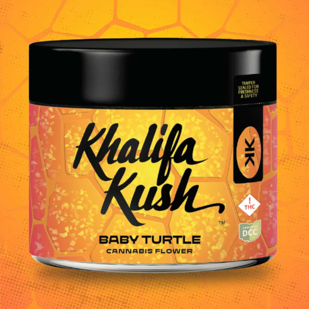 Baby Turtle
