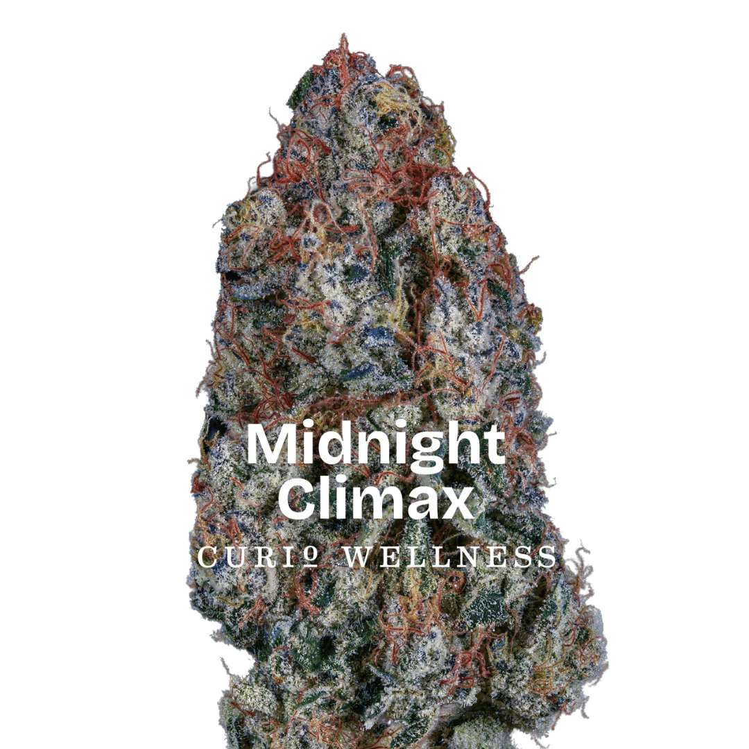 curio midnight climax flower strain