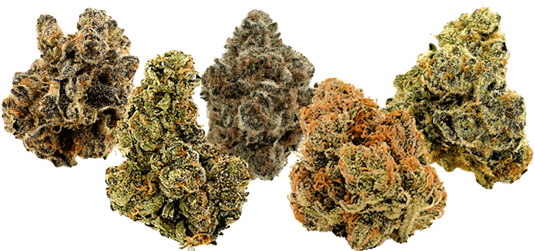 king city gardens marijuana products