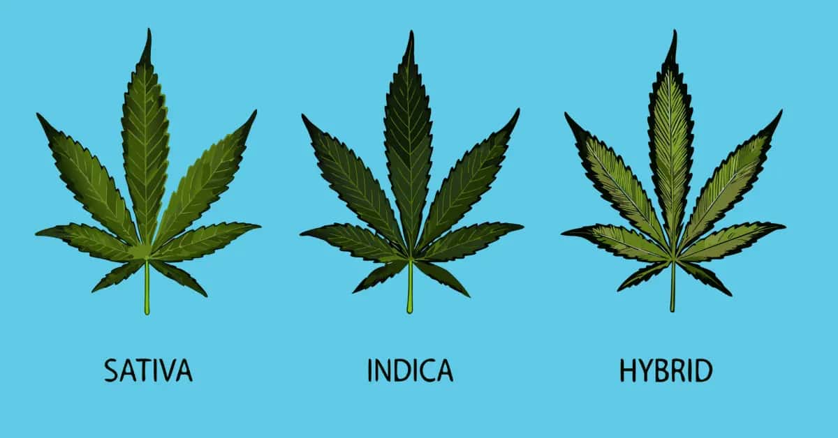 Cannabis sativa, indica, and hybrid plants compared side by side.