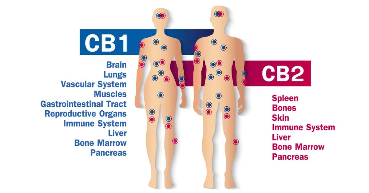 Diagram of the endocannabinoid system showing CB1 and CB2 receptor locations throughout the body.