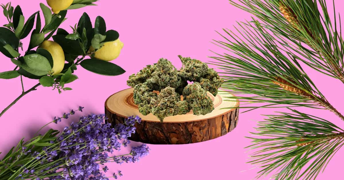 nabis flower surrounded by lemons, pine, and lavender showing natural terpene sources.