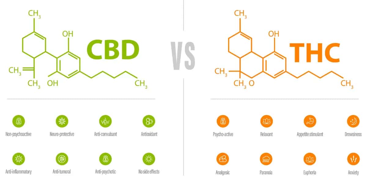 THC and CBD molecular structures compared side by side with key differences listed.