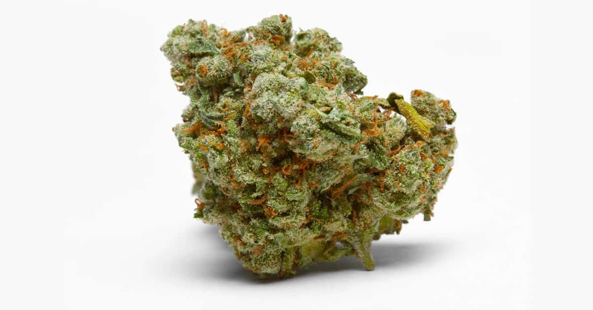 High-quality cannabis flower with dense trichome coverage and visible orange hairs..