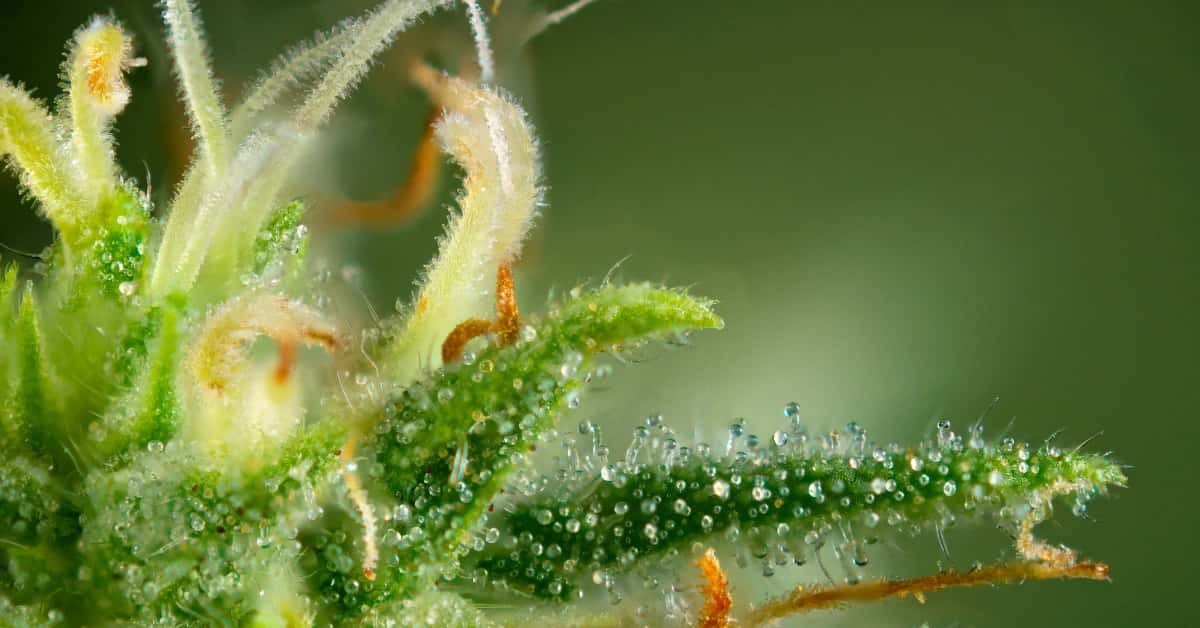 Macro photograph of cannabis trichomes with visible mushroom-shaped resin glands.