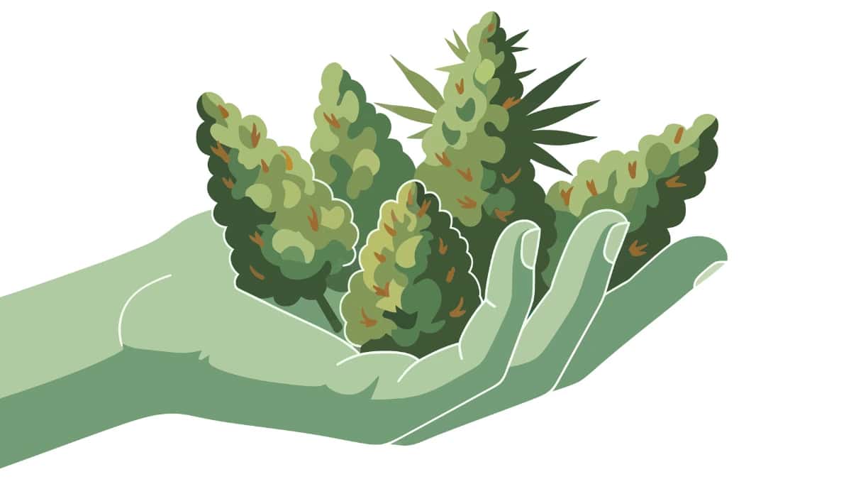 green hand holding marijuana flower buds depicting how marijuana possession limits in Maryland
