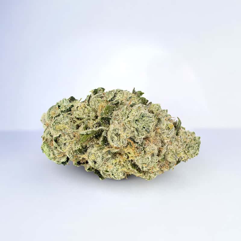 brownie scout strain