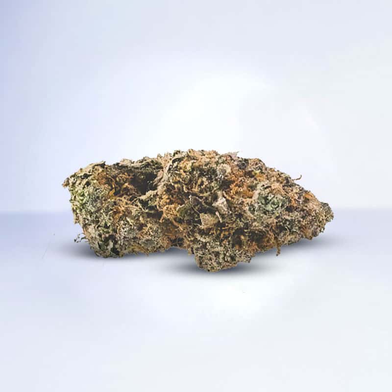 lemon dosidos flower