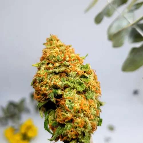 THC Flower