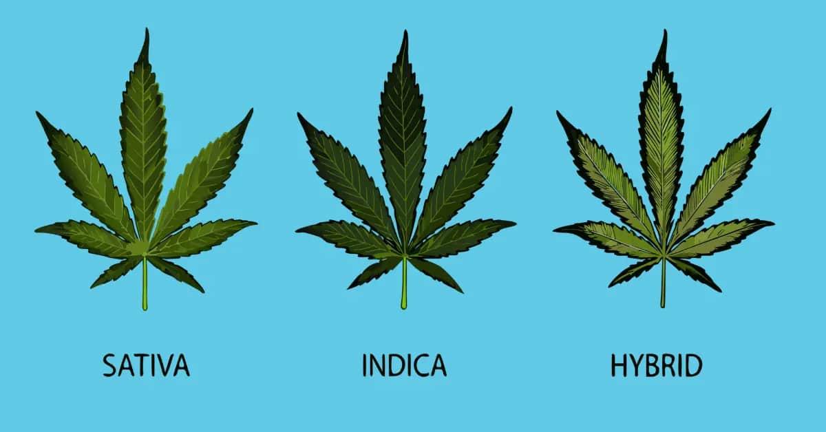 Cannabis sativa, indica, and hybrid plants compared side by side.