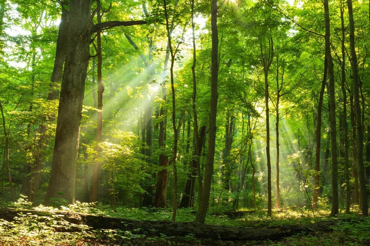 Sunlight streams through the lush green forest canopy, illuminating the woodland floor with bright, dappled light.