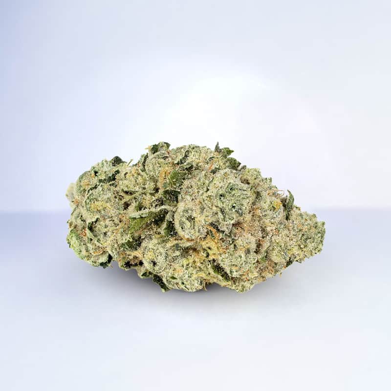 brownie scout strain