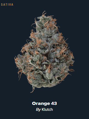 Orange 43 - 14.15g Whole Buds - Sativa thumbnail 2