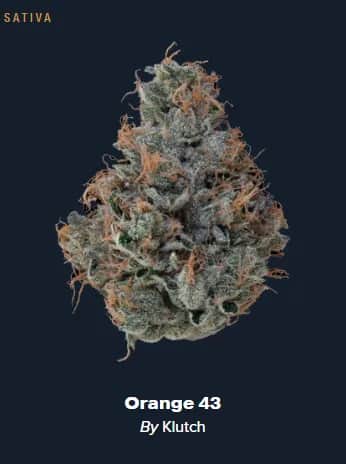 Orange 43 - 14.15g Whole Buds - Sativa thumbnail 3