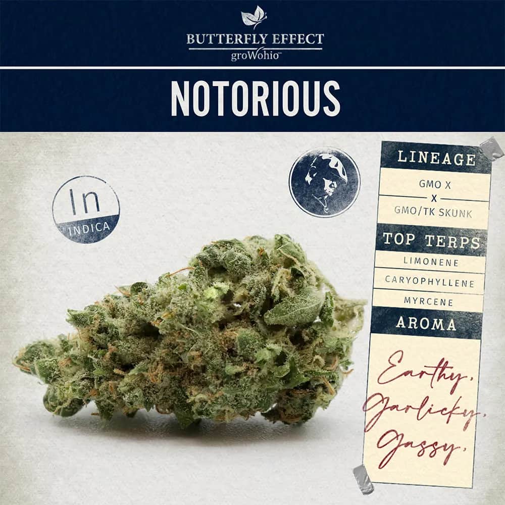 Notorious - 14.15g Whole Buds - Indica thumbnail 3
