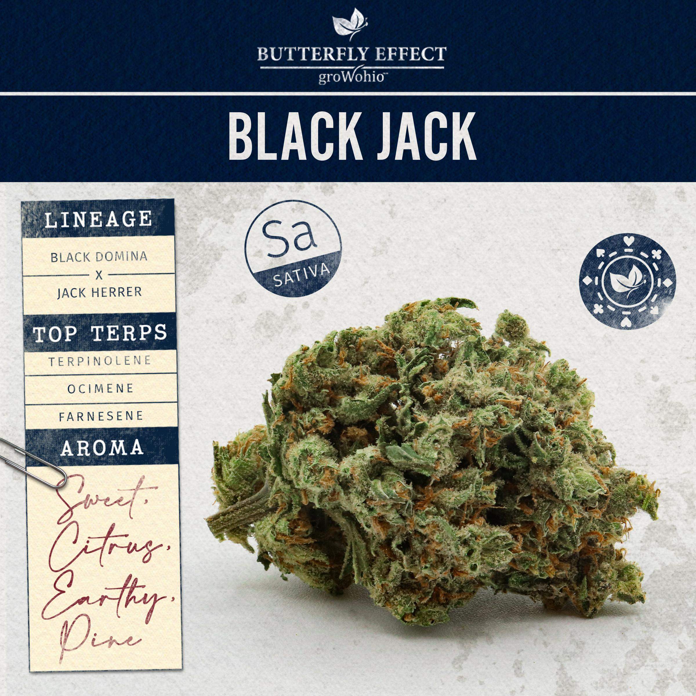 Black Jack - 2.83g Whole Buds - Sativa thumbnail 2