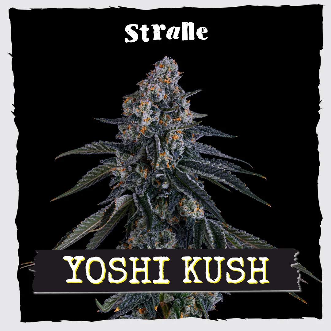 Yoshi Kush - 3.5g Whole Buds - Hybrid