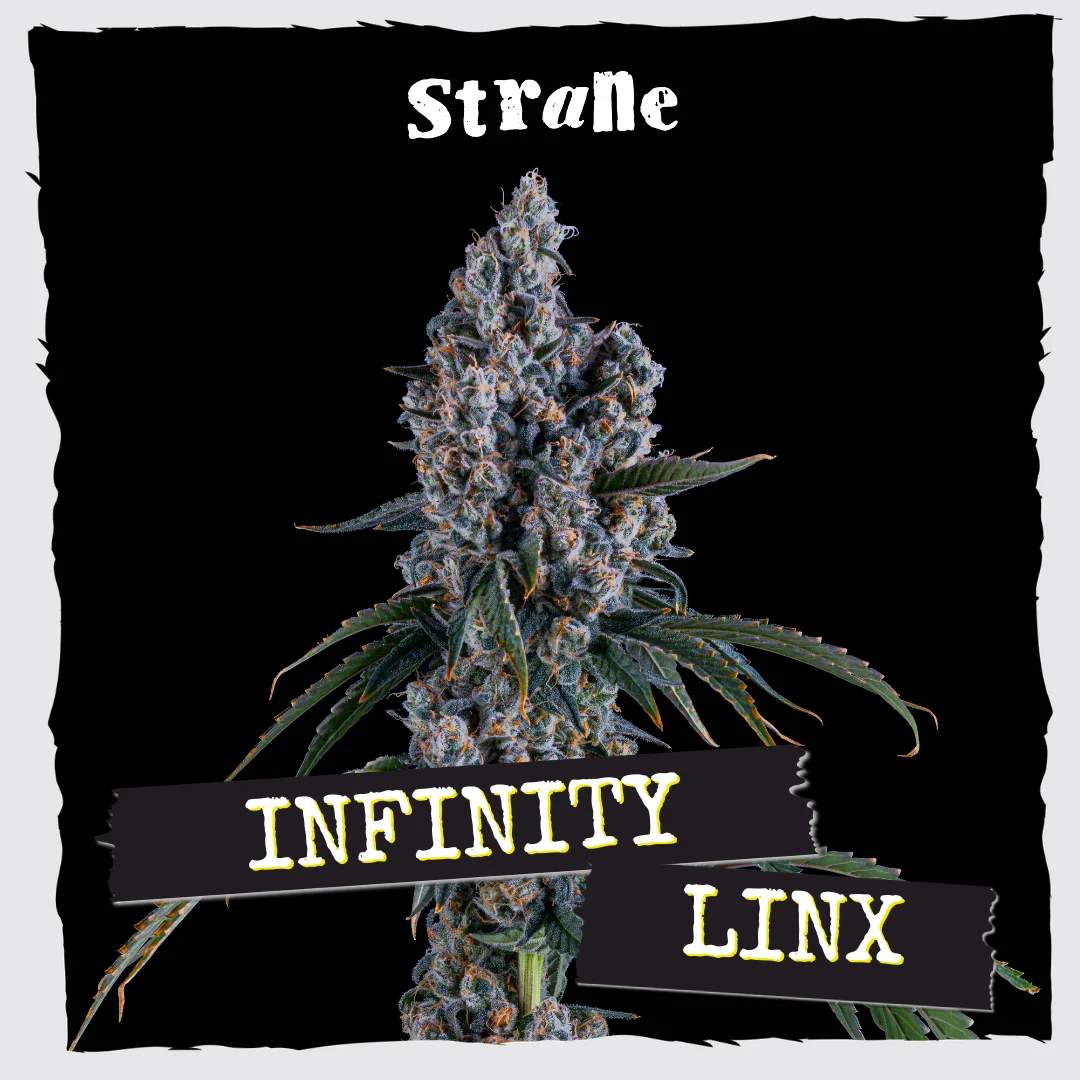Infinity Linx - 3.5g Whole Buds - Hybrid