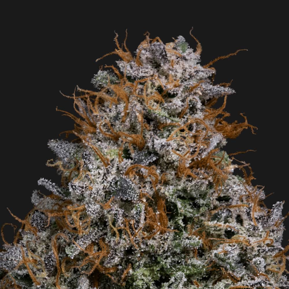Rainbow Ice - 3.54g Whole Buds - Hybrid