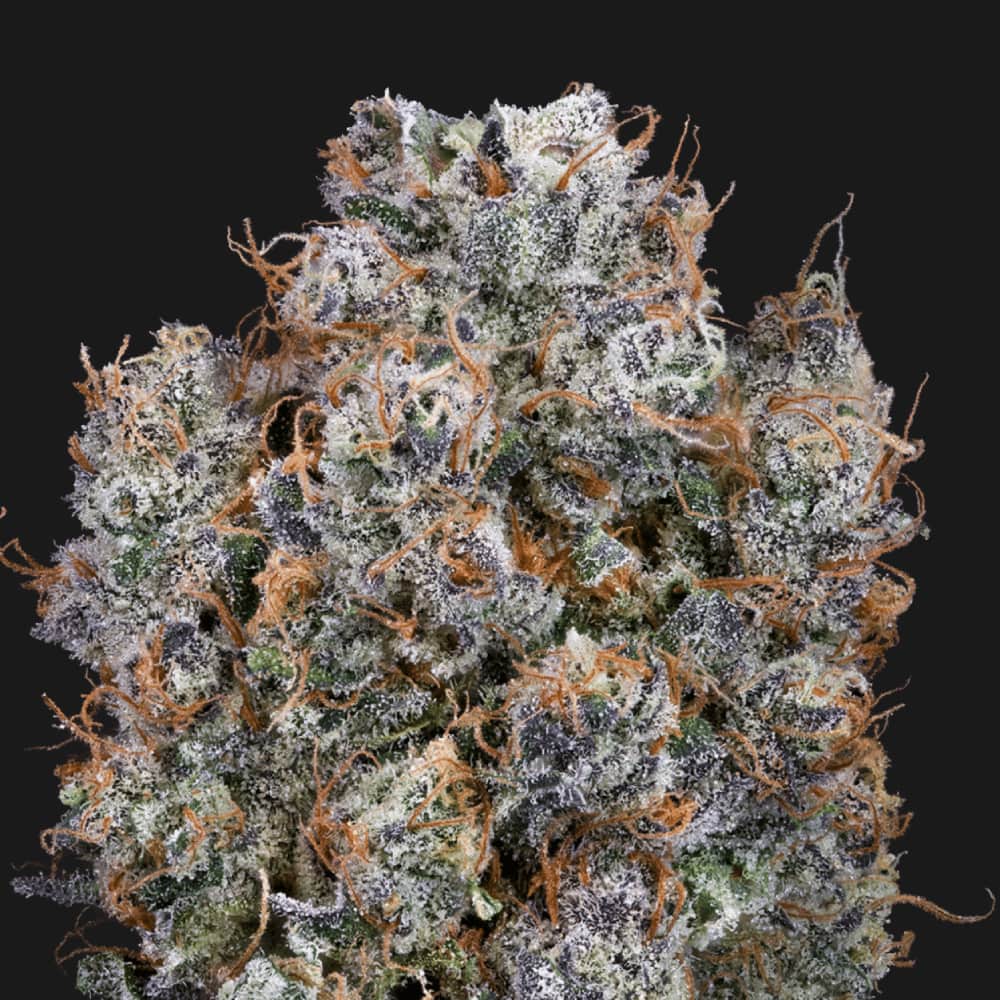 Blueberry Chocolope - 3.54g Whole Buds - Sativa