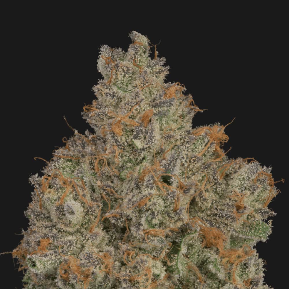 Zamosa - 3.54g Whole Buds - Hybrid