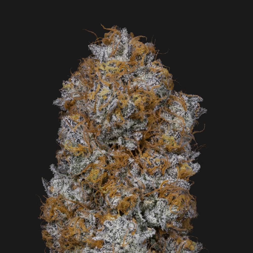 Sherbz - 3.54g Whole Buds - Hybrid