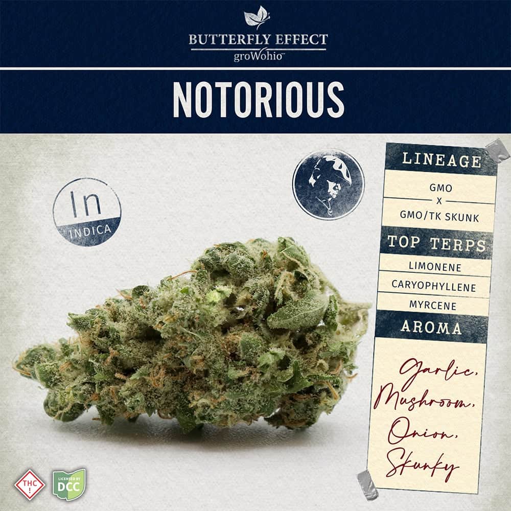 Notorious - 3.5g Whole Buds - Indica