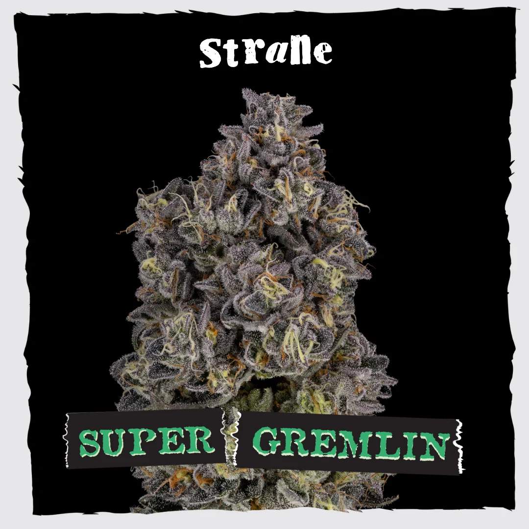 Super Gremlin - 3.5g Whole Buds - Indica